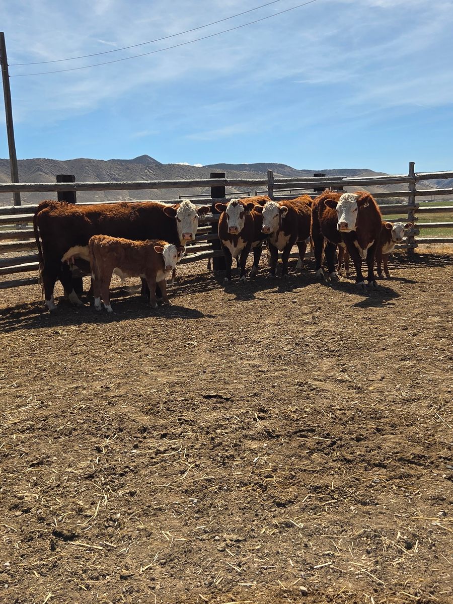 Four registered Herford cows and calves