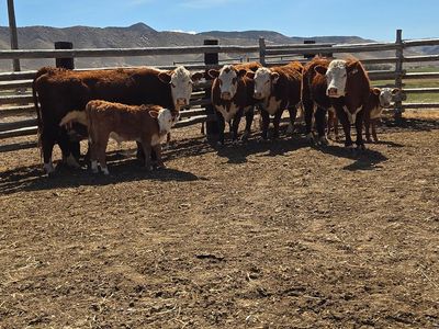 Four registered Herford cows and calves