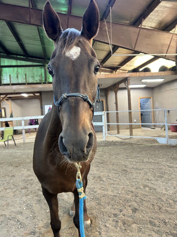 Registered Half Arabian Mare Project!