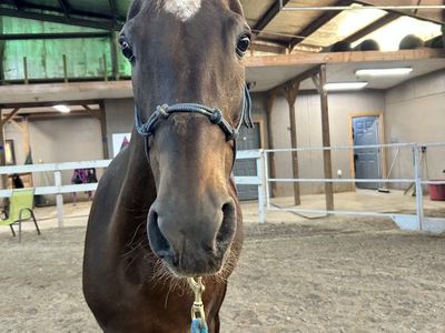Registered Half Arabian Mare Project!