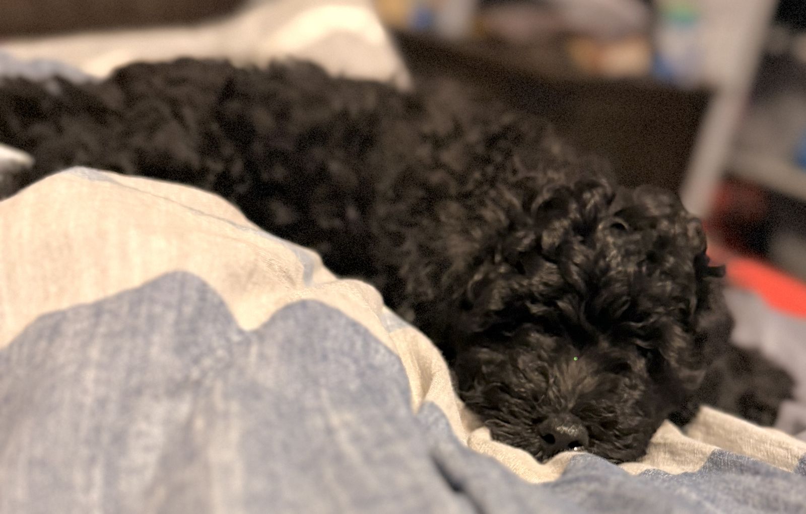 Black Mini Aussie Doodle Puppy