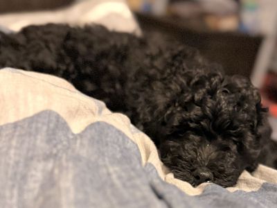 Black Mini Aussie Doodle Puppy