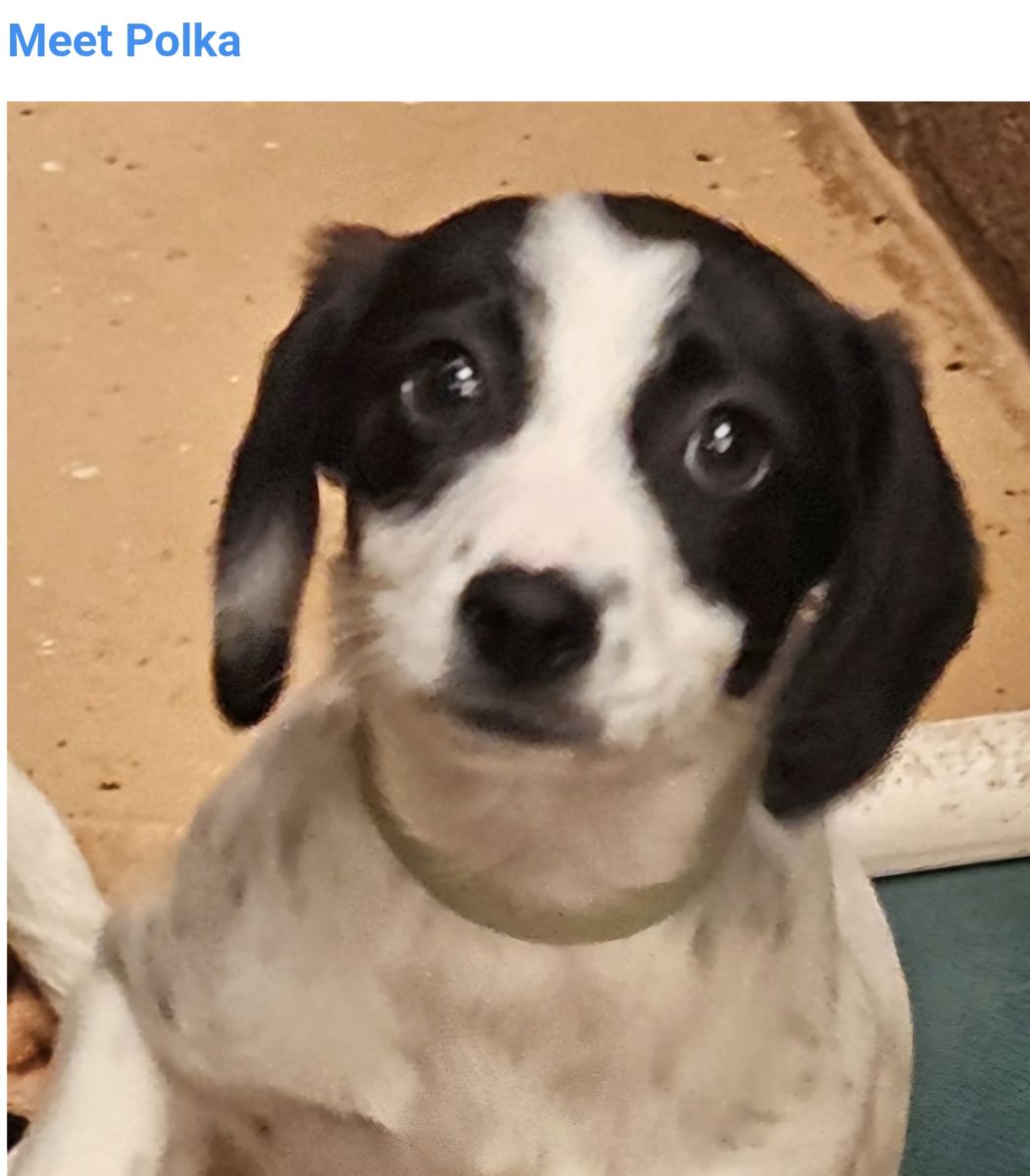 Polka, 12 week old Dachshund pointer mix