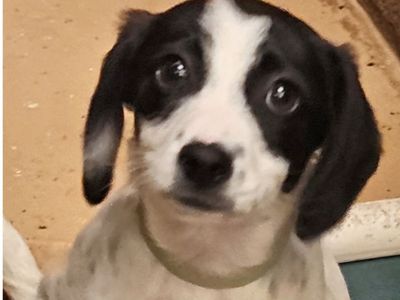 Polka, 12 week old Dachshund pointer mix