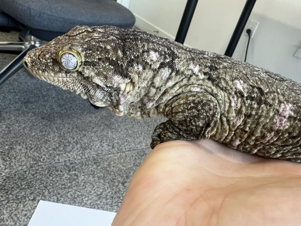 GTA x GTB 300g Female Leachie - 3 years old