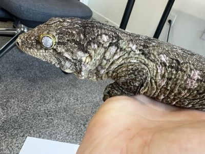 GTA x GTB 300g Female Leachie - 3 years old