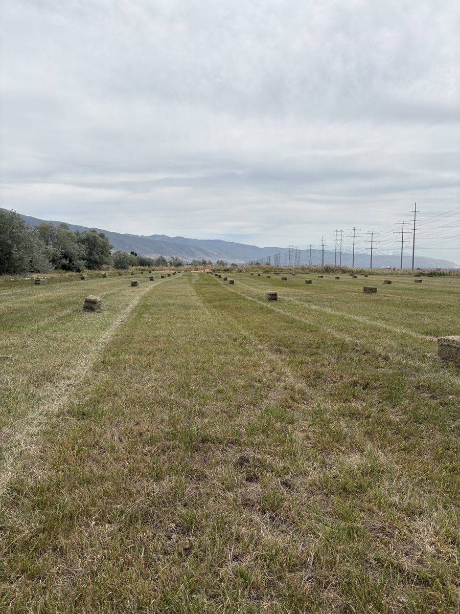 Cow quality grass hay