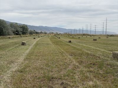 Cow quality grass hay