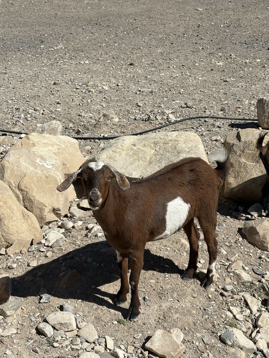 Female goats