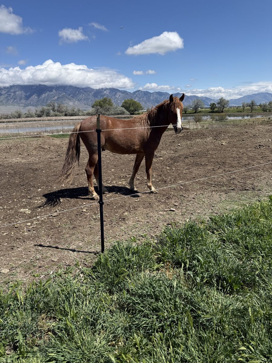 2 yo quarter horse