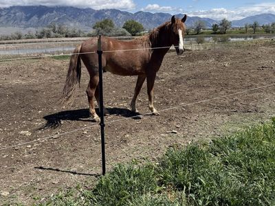 2 yo quarter horse