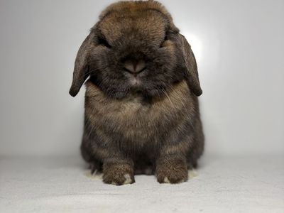 Holland Lop Buck