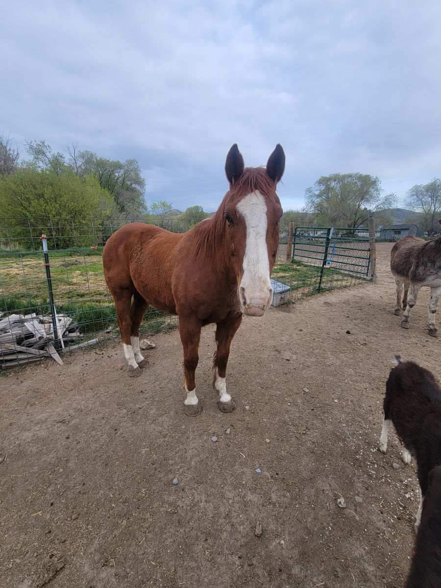 21 year old quarter horse gelding