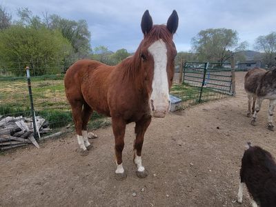 21 year old quarter horse gelding