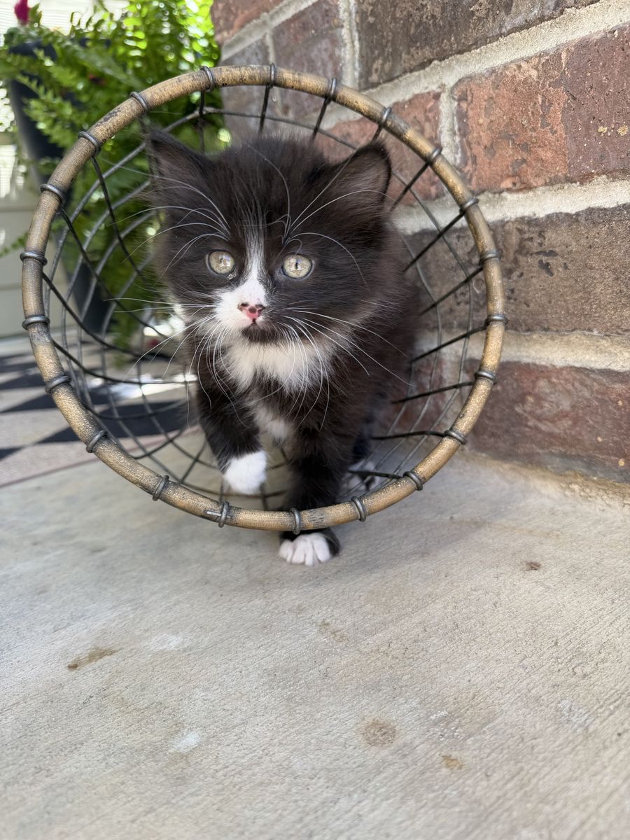 3 beautiful male kittens