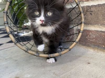 3 beautiful male kittens