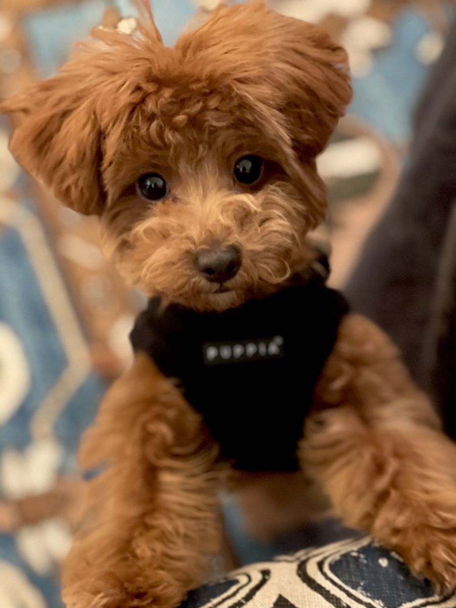 Ultra Micro Toy Poodle For Stud NO PARTIS