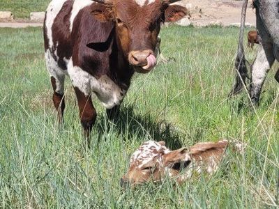 Longhorn Bull 1 year old
