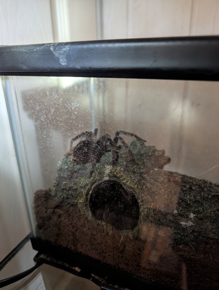 Brazilian Salmon Pink birdeater tarantula for sale