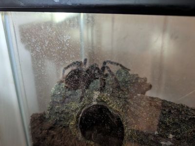 Brazilian Salmon Pink birdeater tarantula for sale