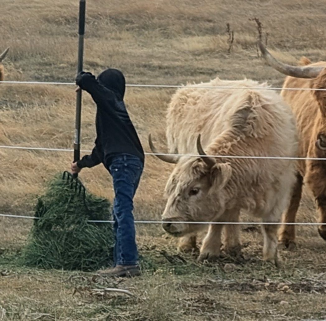 Highland Cow