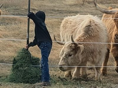 Highland Cow