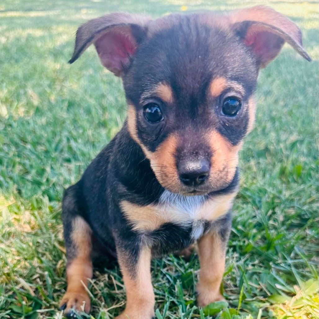 Hello my name is Rio