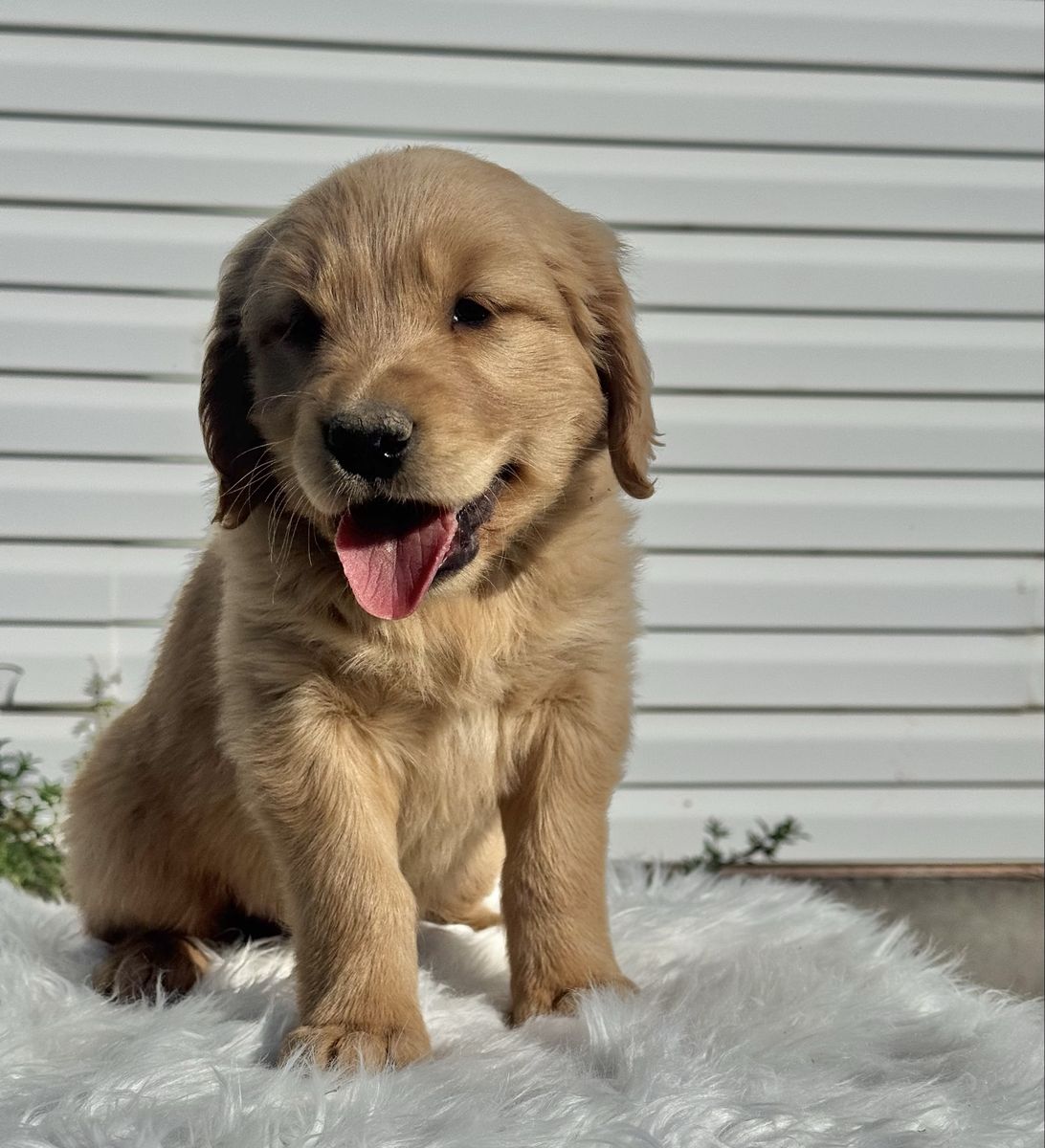 AKC Golden Retriever Puppies