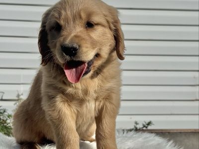 AKC Golden Retriever Puppies