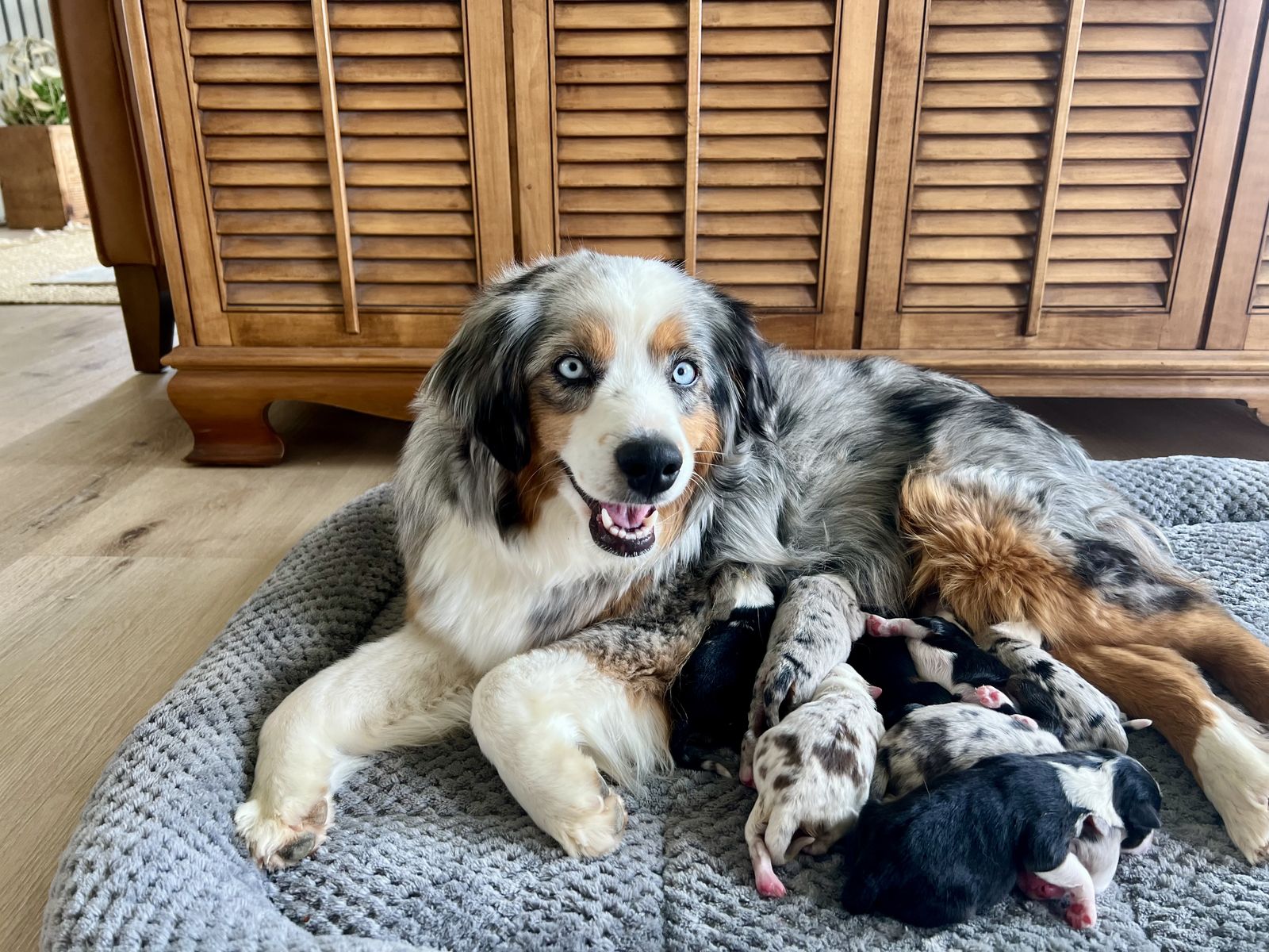 ASDR Australian Shepherd Puppies for Sale