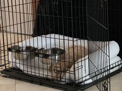 MidWest Homes for Pets 1548DD Dog Crate (48"L x 30"W x 33"H) Double Door Home Training System