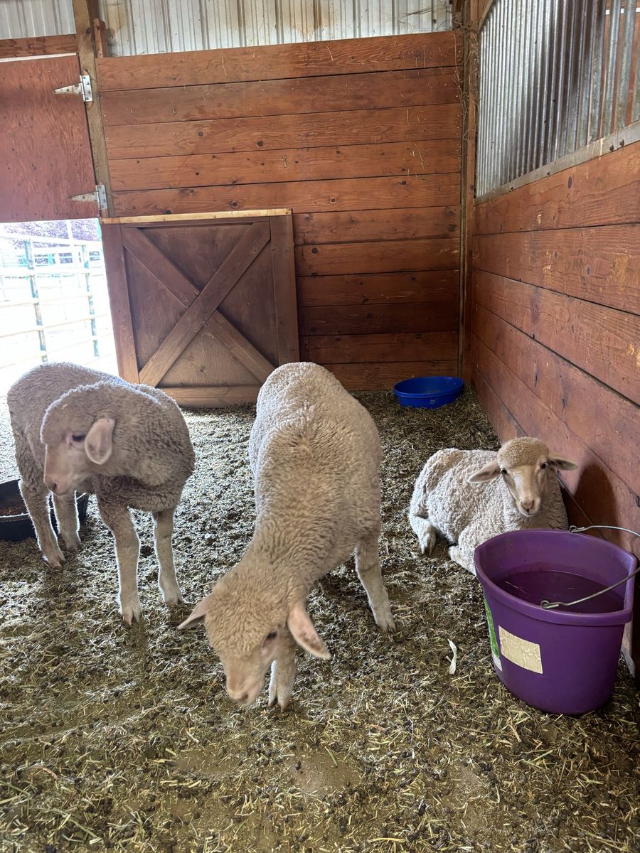 3 ewe lambs