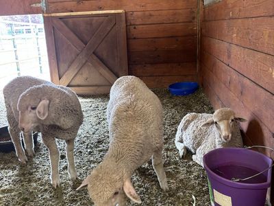 3 ewe lambs