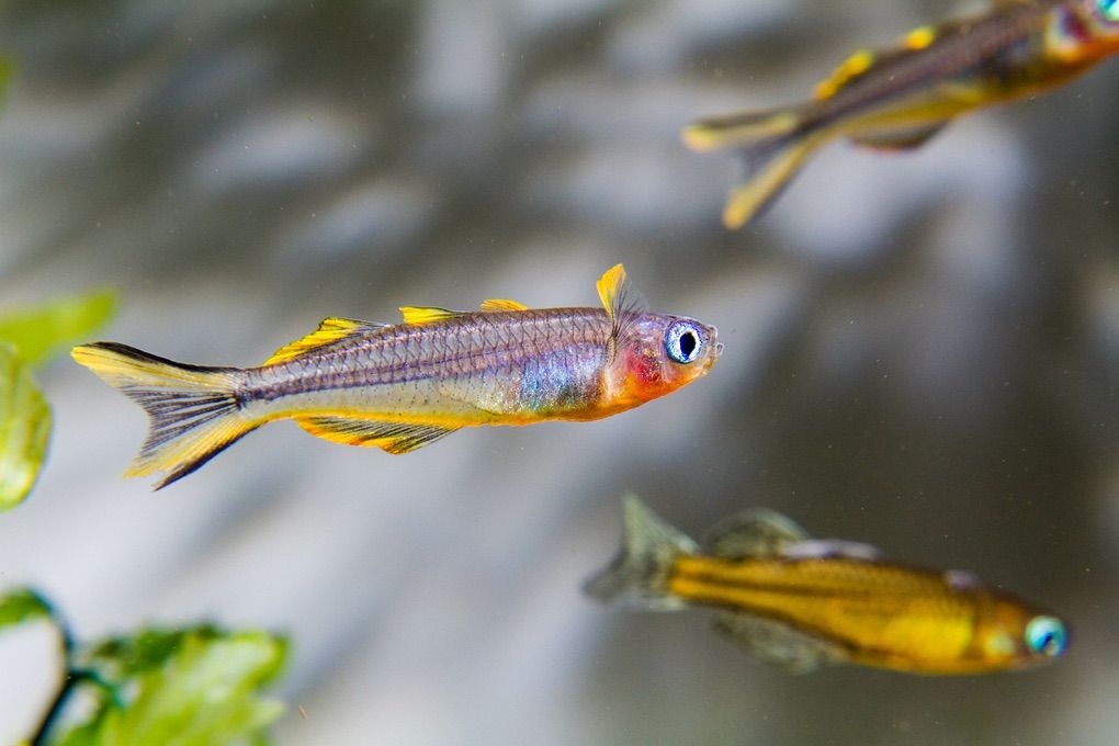 Forktail Blue Eye Rainbow Fish