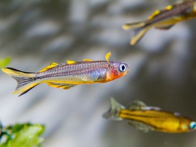 Forktail Blue Eye Rainbow Fish