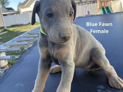 Doberman Puppy Available
