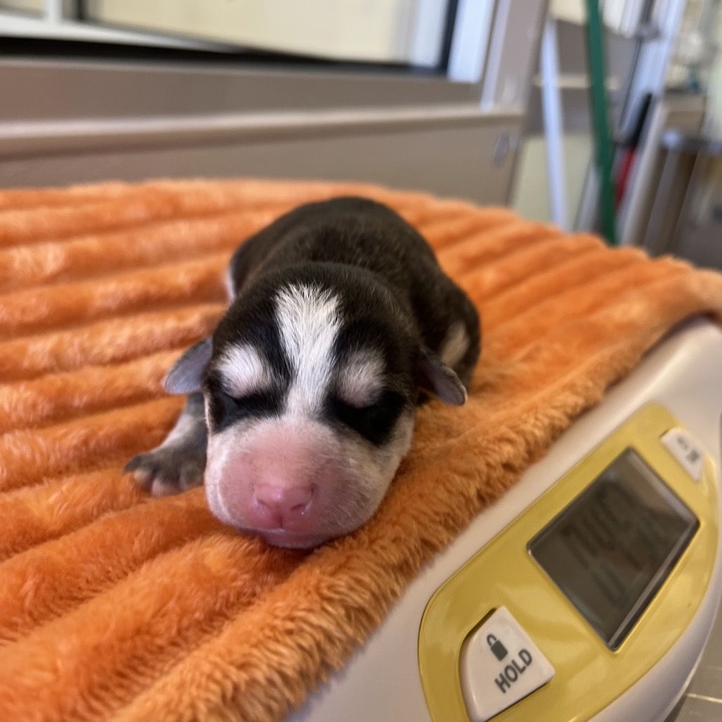 Hello my name is Galaxy