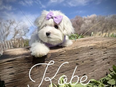 Adorable Maltese puppies - Champion lines