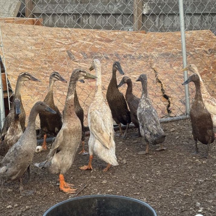 12 Indian runner ducks