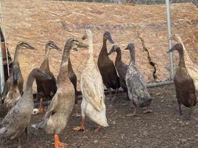 12 Indian runner ducks
