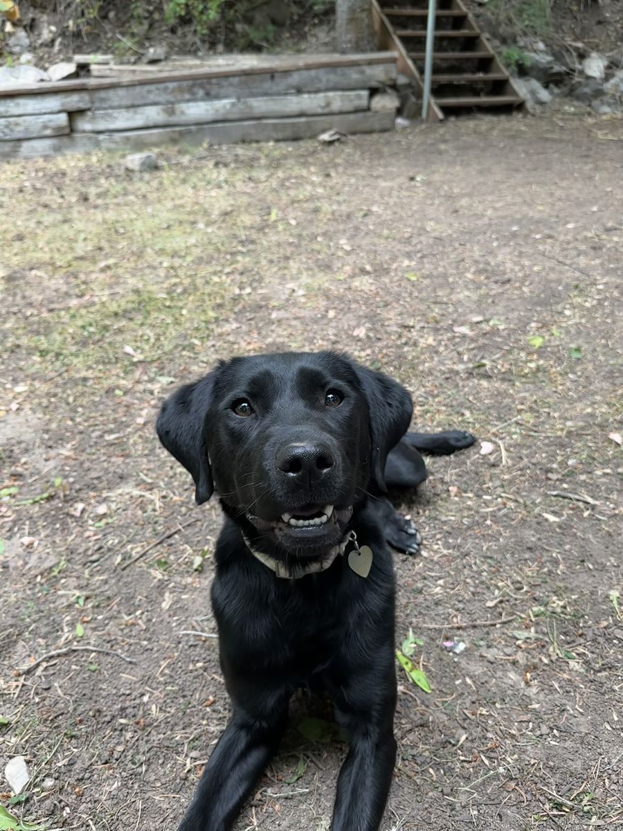 Female Pure Bred Black Lab