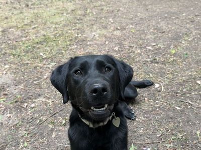 Female Pure Bred Black Lab
