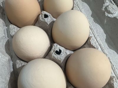 Farm Fresh Eggs