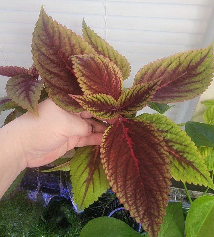 Coleus Cuttings