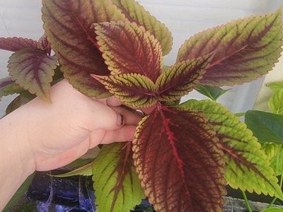 Coleus Cuttings