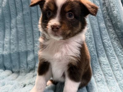 Toy Aussie Delivery Australian Shepherd