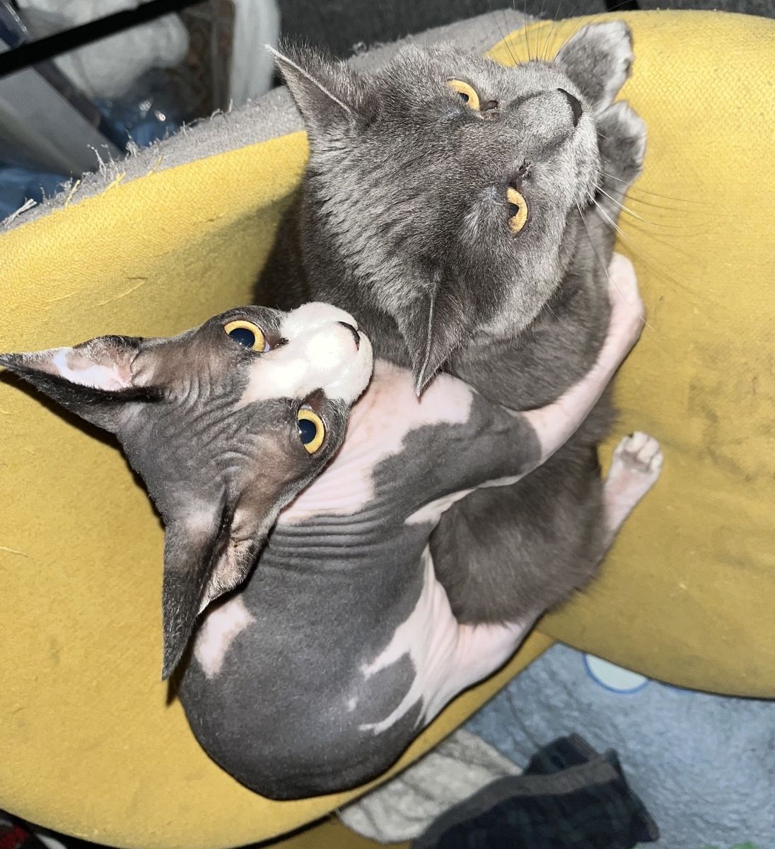 BONDED SISTERS $500