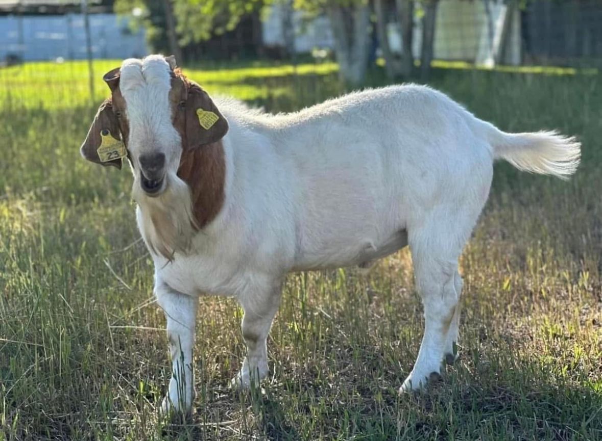 Proven Boer Buck