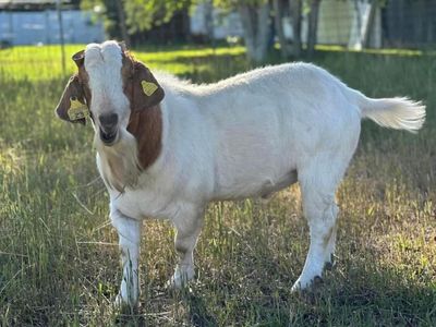 Proven Boer Buck