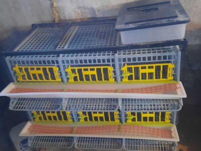 Used Hatching Time Quail Battery Cages - 6 Compartment 2 Layer Stackable Poultry Housing